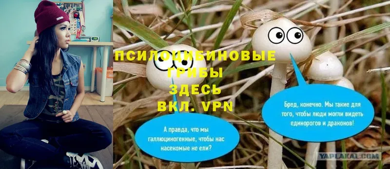 Псилоцибиновые грибы Psilocybine cubensis  Нытва 